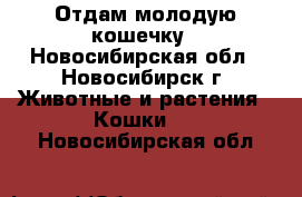 Отдам молодую кошечку - Новосибирская обл., Новосибирск г. Животные и растения » Кошки   . Новосибирская обл.